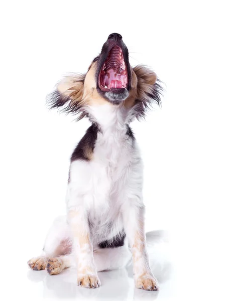 Papillon dog on a white background Royalty Free Stock Images