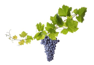 asma yaprağı üzerinde beyaz izole 