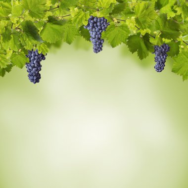 asma yaprağı üzerinde beyaz izole 