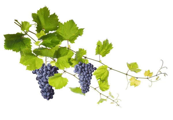 Vinblad isolerad på vit — Stockfoto