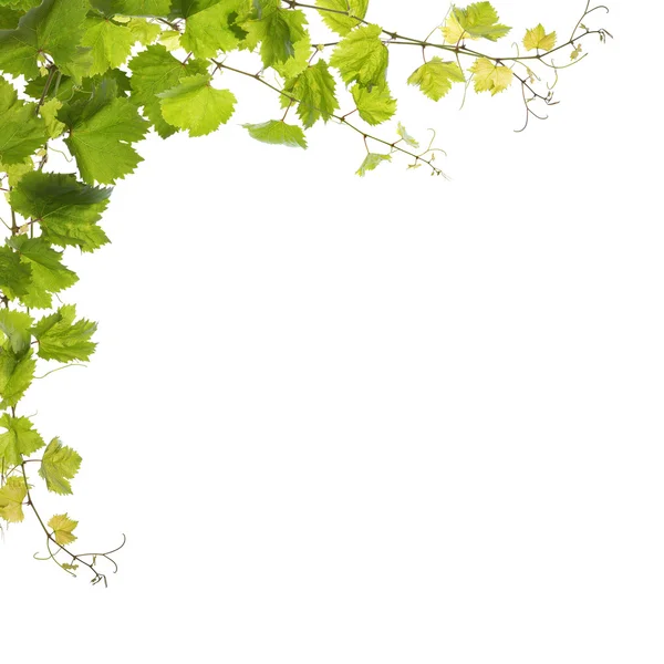 Liście winorośli na białym tle — Zdjęcie stockowe