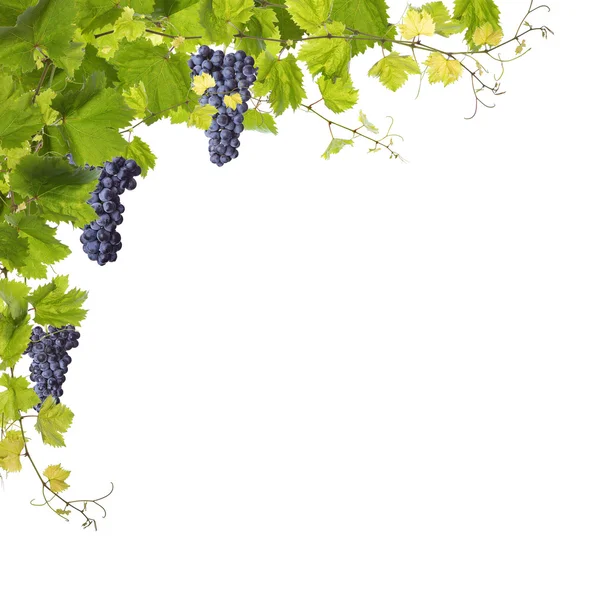 Feuilles de vigne isolées sur blanc — Photo