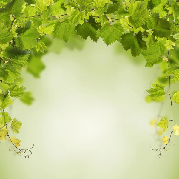 Vinblad isolerad på vit — Stockfoto