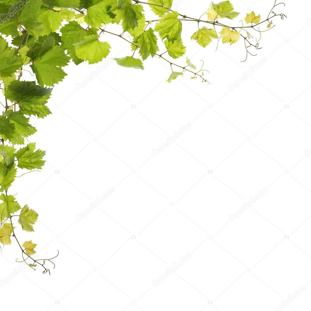 Vine leaves isolated on white 