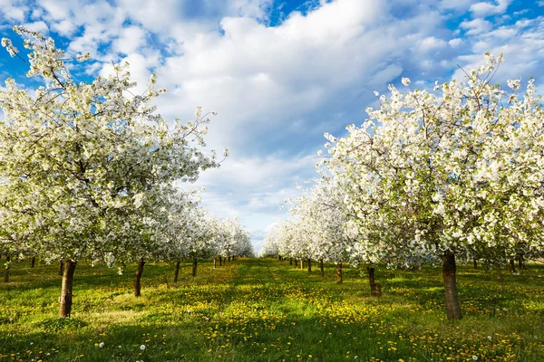 Cherry blooming orchard with dandelions — Stock Photo, Image