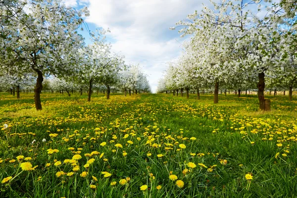 Dandelions vişne bahçesi içinde