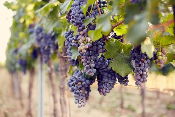 Tak van rode wijn druiven — Stockfoto
