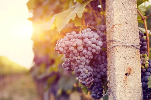 Vineyards at sunset — Stock Photo, Image