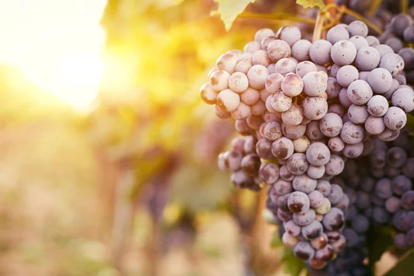 Viñas de uva al atardecer — Foto de Stock