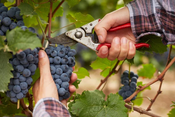 Les agriculteurs mains pendant la récolte des raisins — Photo