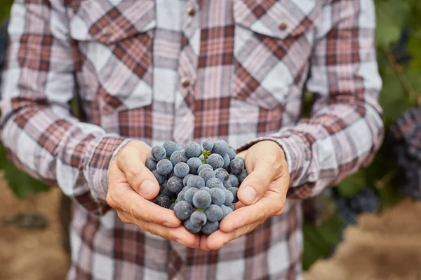 Main d'agriculteur avec raisins bleus — Photo