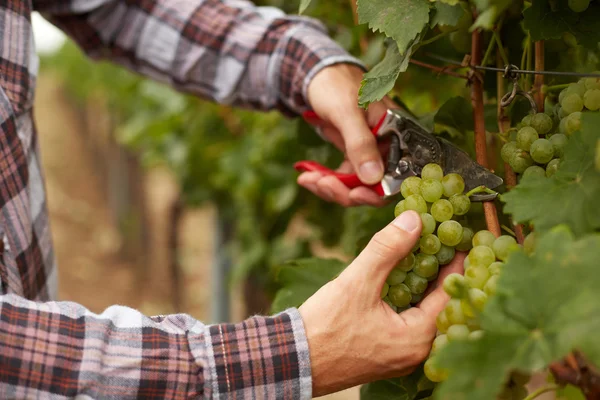 Les agriculteurs mains tenant sécateurs de jardin et avec fraîchement Le fermier pendant la récolte des raisins — Photo