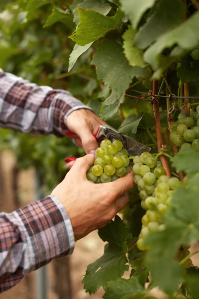 Male hands during the harvest grapes — Stock Photo, Image