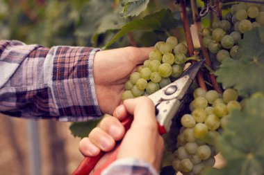 Erkek elle hasat, Bahçe secateurs