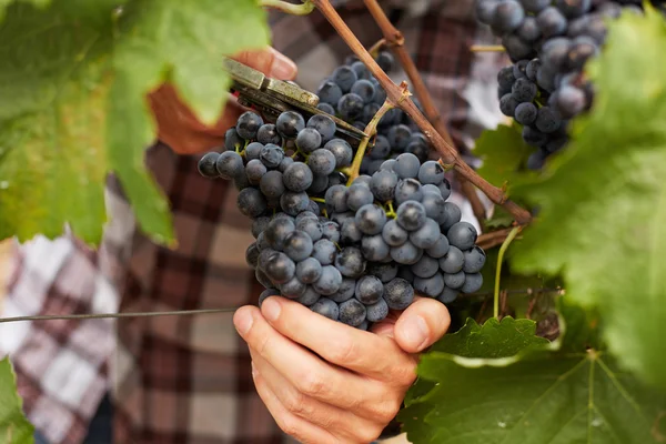 Der Bauer bei der Weinlese — Stockfoto