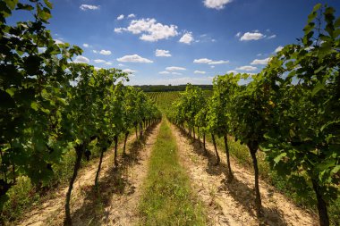 Güneşli bir günde, arazide uzanan simetrik asma sıralarına sahip üzüm bağları.