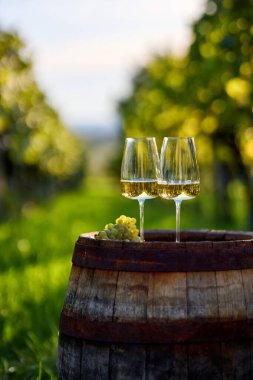 Üzüm bağında üzümlü eski bir fıçının üzerinde iki kadeh beyaz şarap.