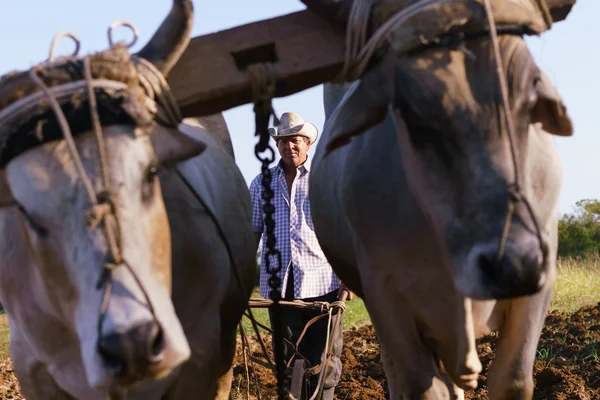 Hombre agricultor con arado y buey sembrando la tierra — Foto de Stock