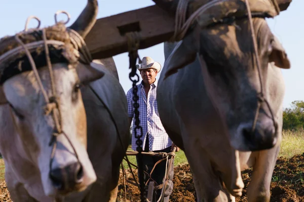 Férfi Farmer az eke és a talaj vetés ökör — Stock Fotó