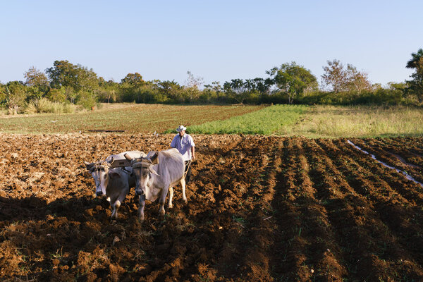 Hombre agricultor en el trabajo arando el suelo con buey — Foto de Stock