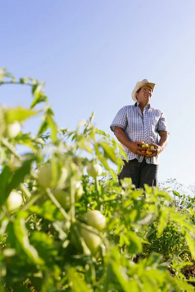 Ritratto Uomo Agricoltore Raccolta Campo di pomodoro Guardando lontano — Foto Stock