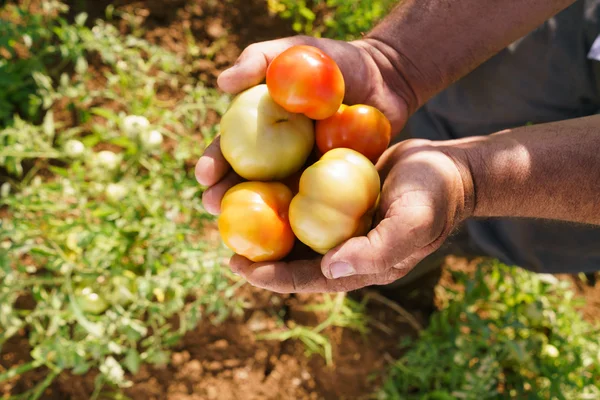 Hombre agricultor en campo de tomate mostrando verduras a cámara —  Fotos de Stock