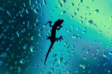 Gecko cam pencere üzerinde ıslak yağmur damlaları ile