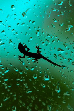 Islak ev cam pencere üzerinde tırmanma gecko