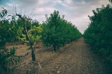 Kuru bir ağacın etrafında devrilmiş şeftali ağaçları. Çünkü yağmur mevsimi yok.