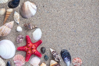 Deniz kabukları ile kumlu arka plan
