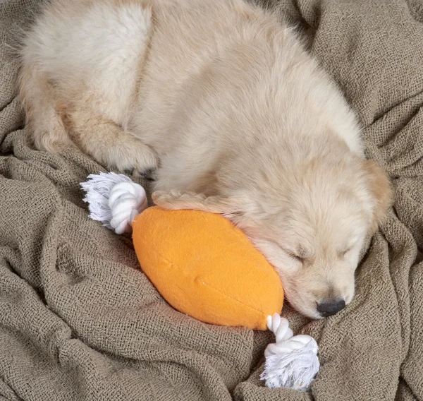 Golden retriever yavru