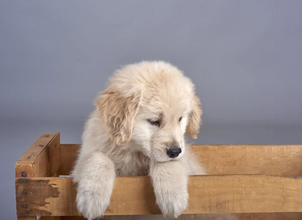 ゴールデン ・ リトリーバーの子犬 — ストック写真