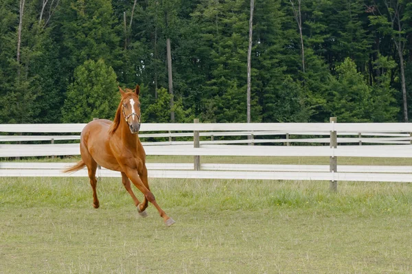 Cavallo Pascolo Recintato Galoppare Intorno Alla Recinzione — Foto Stock