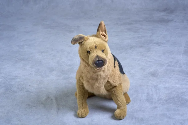 박제 강아지 — 스톡 사진