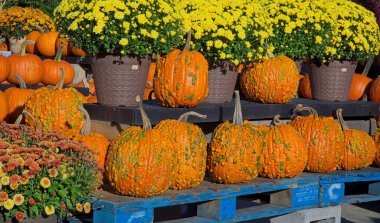 Sonbahar / Sonbahar Tatil Gösterimi ve Hasat. satılık portakal kabakları ve saksı çiçekleri