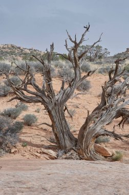Utah 'ın yarı çöl bölgesi. Ardıç ağacı kütüğü