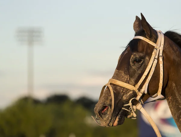 Courses de chevaux compétitives — Photo