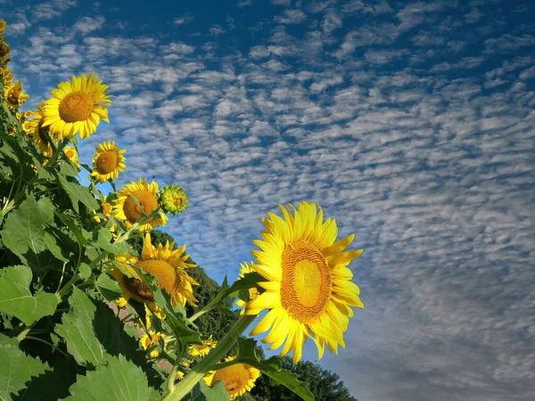 Hermoso Campo Girasoles Florece Soleado Día Verano —  Fotos de Stock