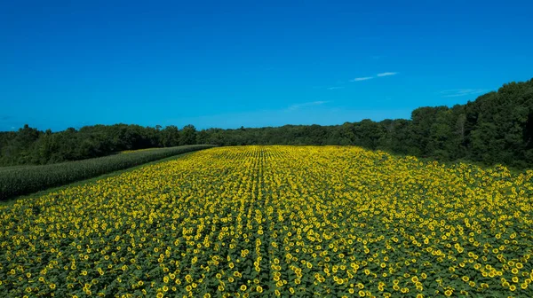 Belo Campo Girassóis Floresce Dia Ensolarado Verões — Fotografia de Stock