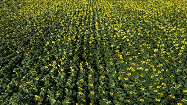 Belo Campo Girassóis Floresce Dia Ensolarado Verões — Fotografia de Stock