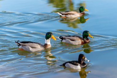 Yaban ördeği, ılıman ve subtropikal Amerika, Avrasya ve Kuzey Afrika boyunca üreyen bir ördektir.