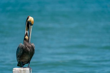 Vahşi kuşlar gölde sabah güneşinin tadını çıkarırlar.