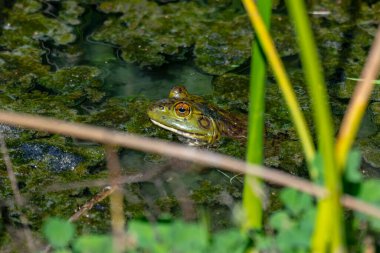 WeatherTech Raceway Laguna Seca Monterey, Kaliforniya 'daki Firestone Grand Prix' sine ev sahipliği yapıyor..