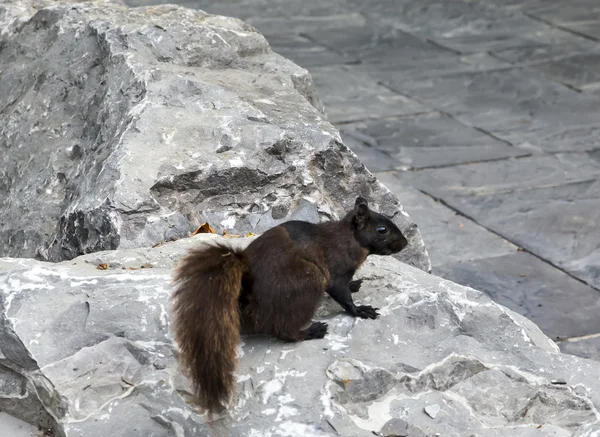 Black Squirrel — Stock Photo, Image