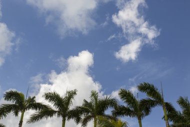 Miami Plajı Florida