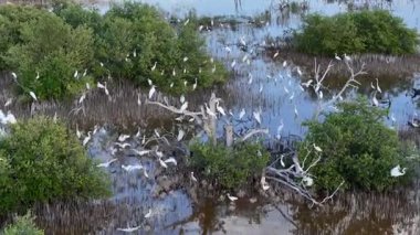Şafak vakti San Crisanto, Yucatan, Meksika 'da, sakin suların üzerinde canlı kuşlar süzülüyor, altın ışığın sakin ve nefes kesici bir tropikal manzara resmederken zarafetle arayış içindeler..