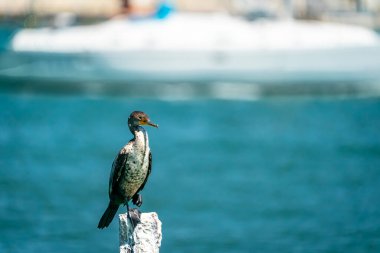 Huzurlu bir pelikan, sakin sularda zarafetle süzülürken, sakin ve görkemli varlığının etrafında altın yansımalar parıldarken, sabah ışığında güneşlenir..