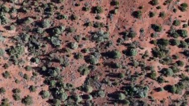 Yukarıdan, Sedona 'nın çarpıcı kırmızı kumtaşı oluşumları güneş ışığı altında parlayan manzaraya hükmediyor. Şehir Coconino Ulusal Ormanı 'nın içine yerleşmiştir. Etrafı çarpıcı çöl arazileri ve yürüyüş yollarıyla çevrilidir..