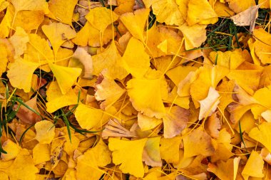 Aspen ağaçları parlak sarı yapraklarla parıldıyor kısık bir sonbahar öğleden sonra, uzun soluk gövdeleri ve titreyen yaprakları canlı, altın bir orman manzarası yaratıyor..