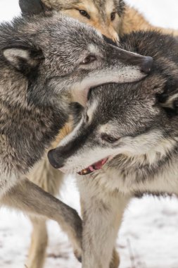 Bir tundra kurdu sürüsü, iç güdüleri keskinleşmeden önce, sessiz bir birliğin içinde burun kıvırarak ve volta atarak, neşeli anları ve güveni paylaşarak, karlı bir ormanda ilerler ve avlanmaya koyulurlar..